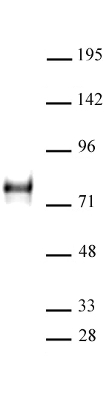 YAP1 antibody (pAb) tested by Western blot.
