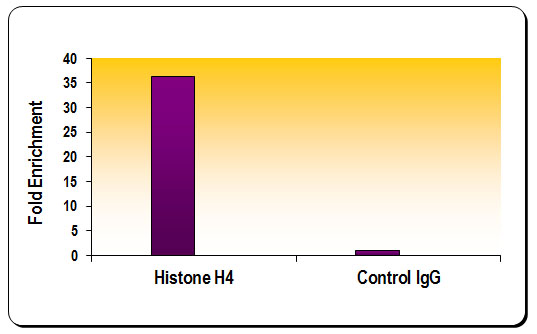 Histone H4 antibody (pAb) tested by ChIP.