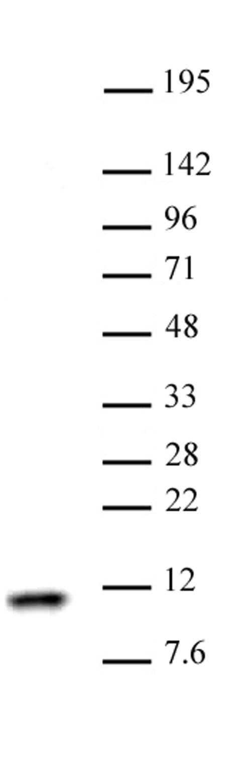 Histone H4 antibody (pAb) tested by Western blot.