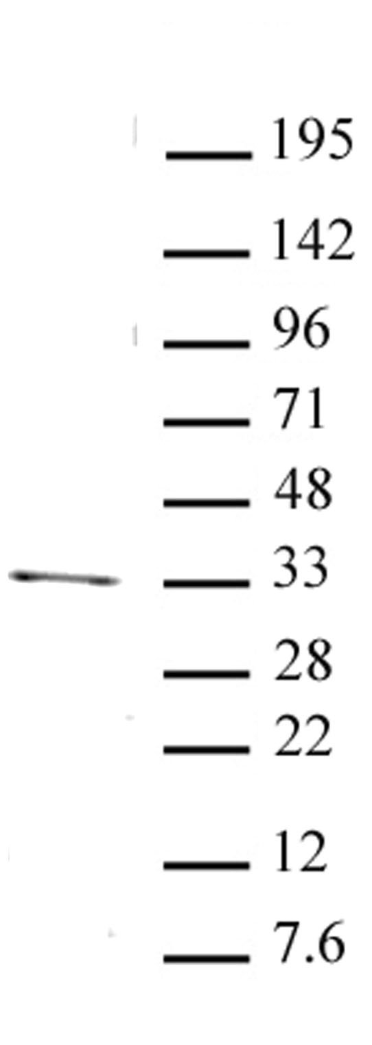 PITX2 antibody (pAb) tested by Western blot.