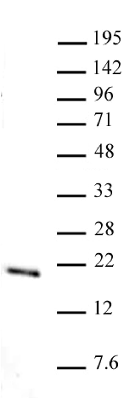 Histone H3K36me1 antibody (pAb) tested by Western blot.