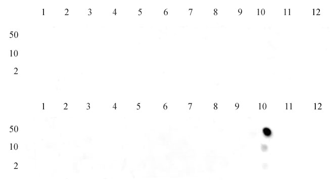 Histone H3K36me1 antibody (pAb) tested by dot blot analysis.