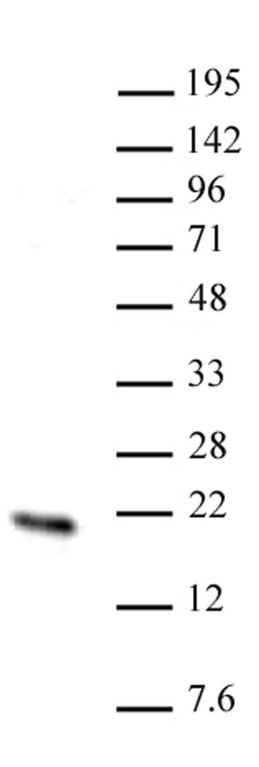 Hmgn2 antibody (pAb) tested by Western blot.