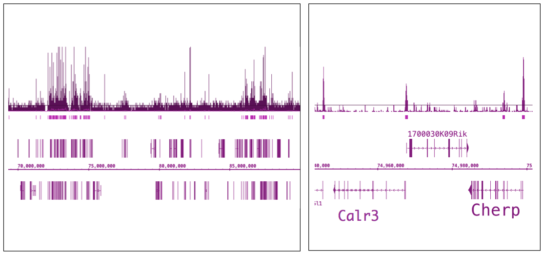 OGT/O-GlcNAc transferase antibody (pAb) tested by ChIP-Seq.