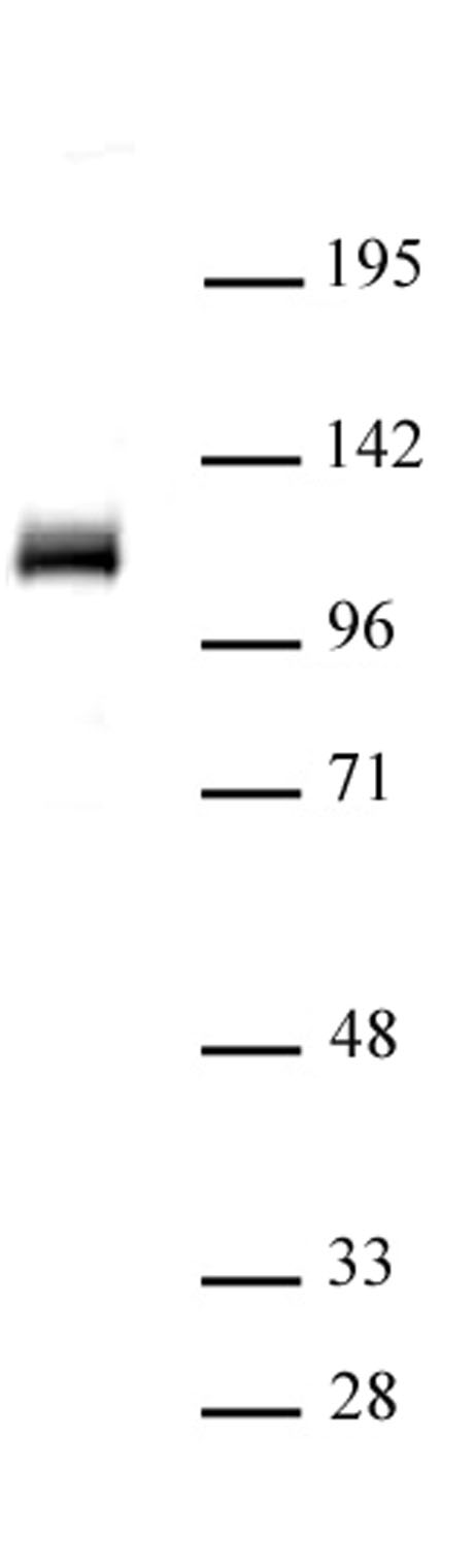 OGT/O-GlcNAc transferase antibody (pAb) tested by Western blot.