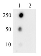 Dot blot analysis was used to confirm the specificity of RNA Pol II phospho Thr4 antibody