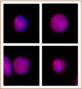 XRCC1 antibody (pAb) tested by immunofluorescence.