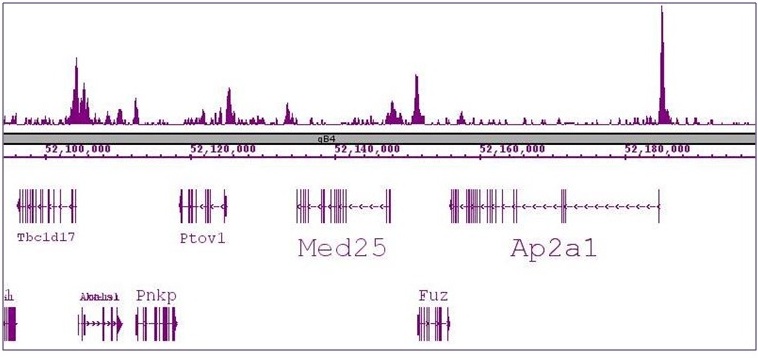 SRF antibody (mAb) tested by ChIP-Seq.