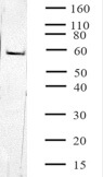 SRF antibody (mAb) tested by Western blot.