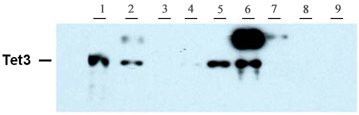 Tet3 antibody (pAb) Tet3 antibody (pAb)