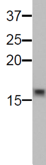 Histone H3K9me0 antibody (mAb) tested by Western blot.