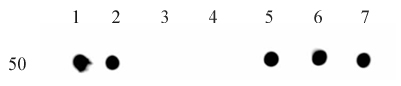 Histone H3K9me0 antibody (mAb) tested by dot blot analysis.