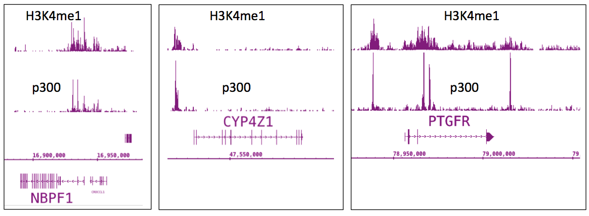p300 antibody (Clone NM11) - ChIP-Seq, WB, IF/ICC