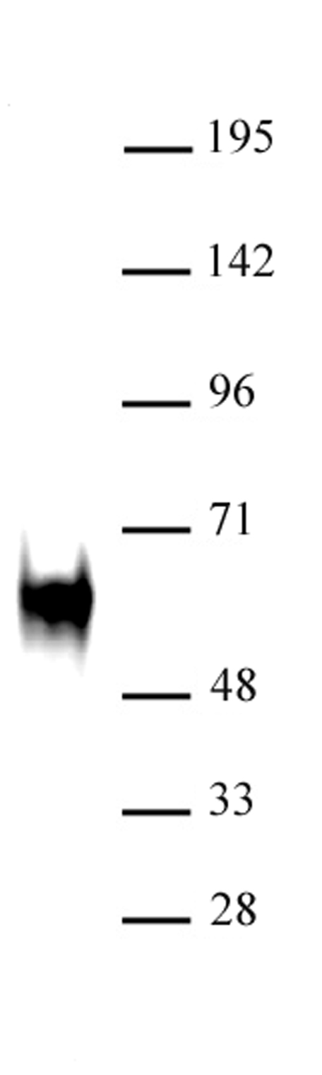 c-Fos antibody (pAb) tested by Western blot.