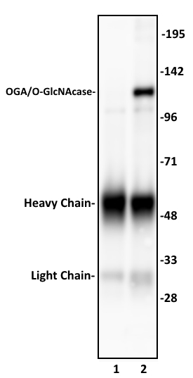 OGA/O-GlcNAcase antibody (pAb) tested by immunoprecipitation.
