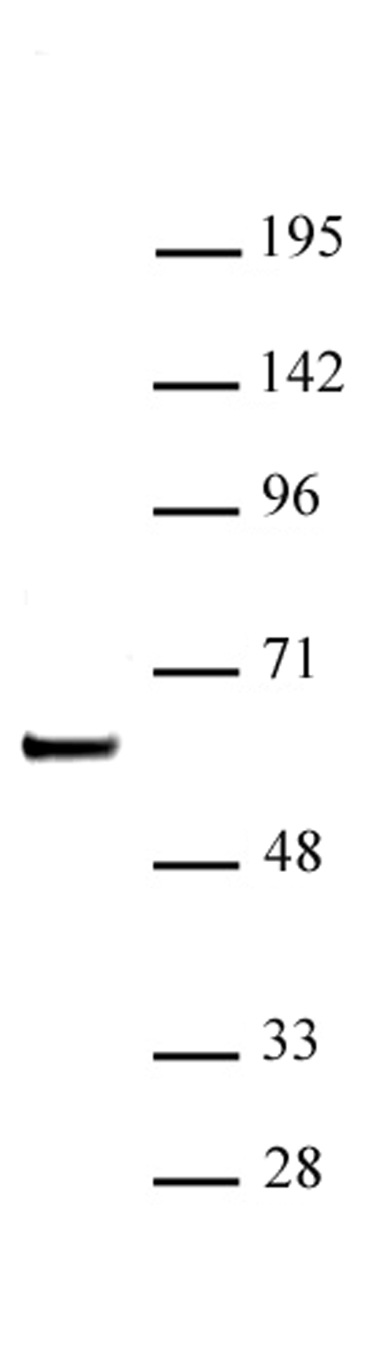 SETD7 / SET7 antibody (pAb) tested by Western blot.