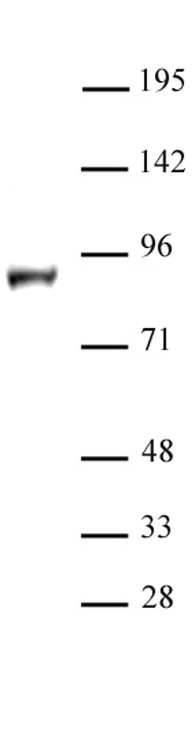 KDM1B / LSD2 antibody (pAb) tested by Western blot.