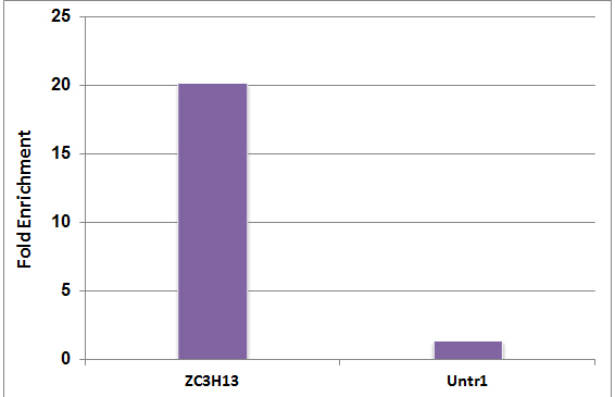5-Methylcytosine (5-mC) antibody (mAb) tested by MeDIP analysis.