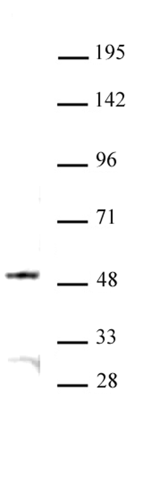 JMJD6 antibody (pAb), sample