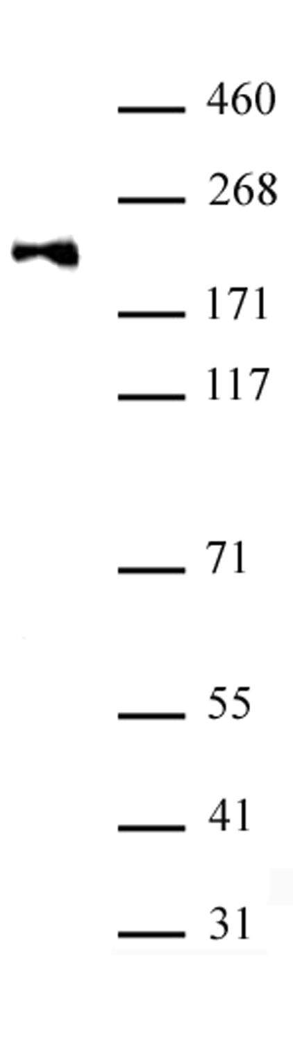 DNMT1 monomethyl Lys142 antibody (pAb) tested by Western blot.