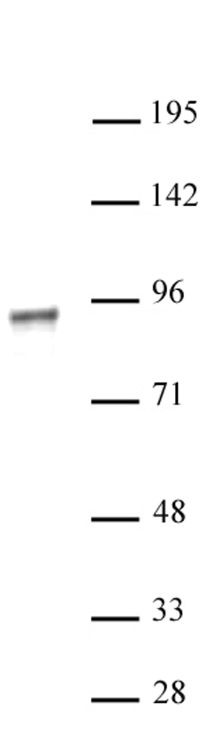 NR3C1 antibody (pAb) tested by Western blot.