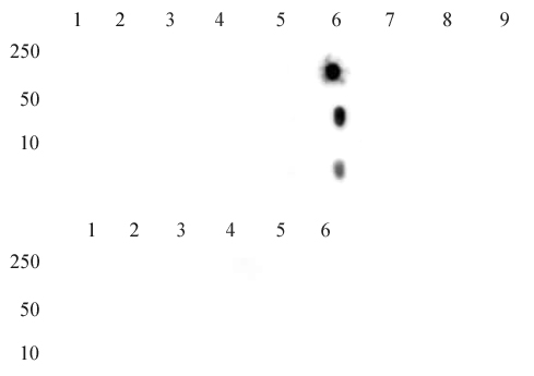Histone H4K20me2 antibody (mAb) tested by dot blot analysis.