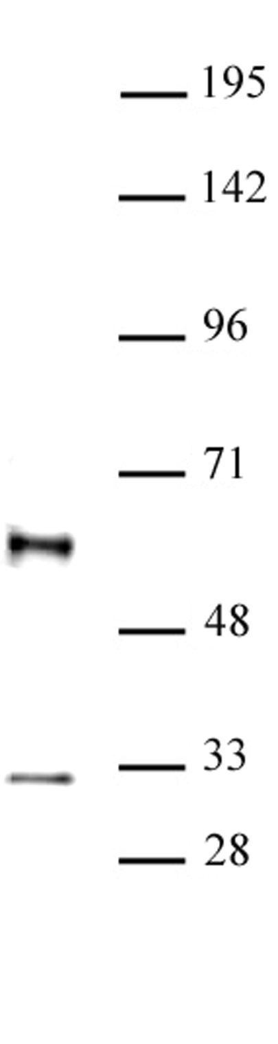 GFI1 antibody (pAb) tested by Western blot.