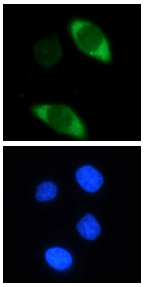Cas9 antibody (mAb) tested by immunofluorescence.