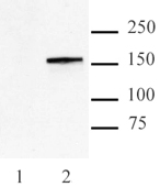 Cas9 antibody (mAb) tested by Western blot.