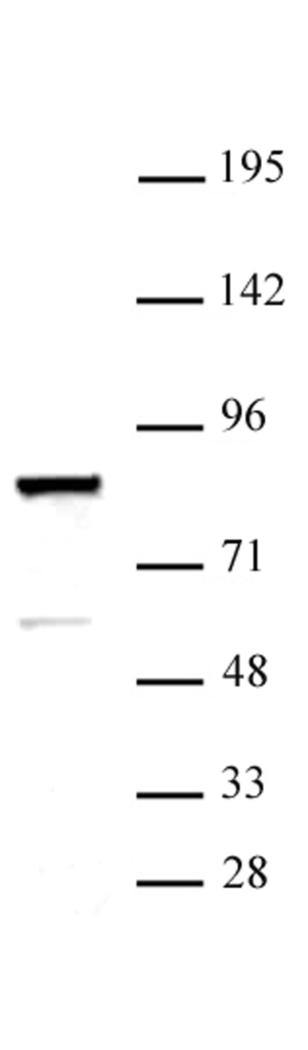 ARID3A antibody (pAb) tested by Western blot.