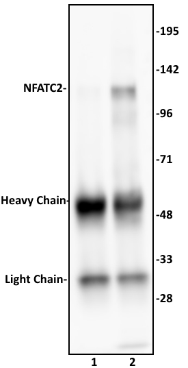 NFATC2 antibody (pAb) tested by immunoprecipitation.
