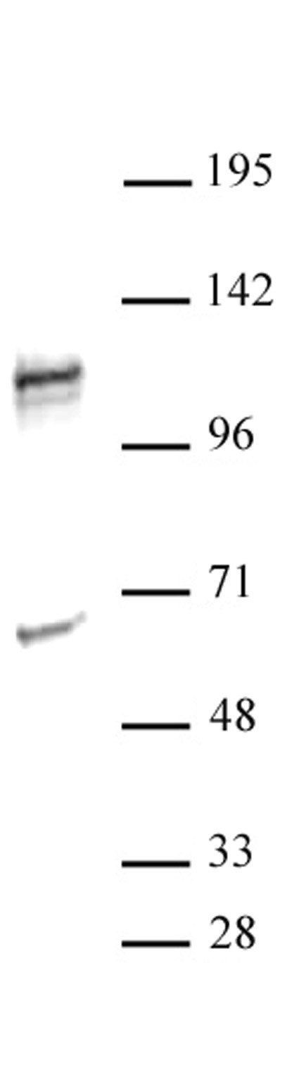 NFATC2 antibody (pAb) tested by Western blot.