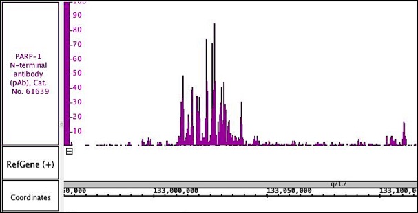 PARP-1 N-terminal antibody (pAb) tested by ChIP-Seq.