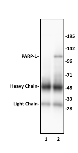 PARP-1 N-terminal antibody (pAb) tested by immunoprecipitation.