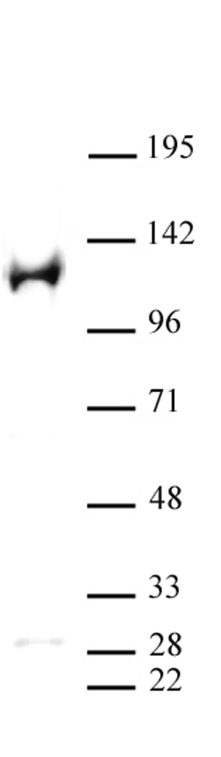 PARP-1 N-terminal antibody (pAb) tested by Western blot.