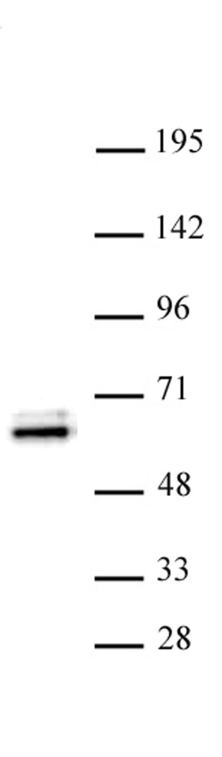 TEAD1 antibody (pAb), sample TEAD1 antibody (pAb), sample