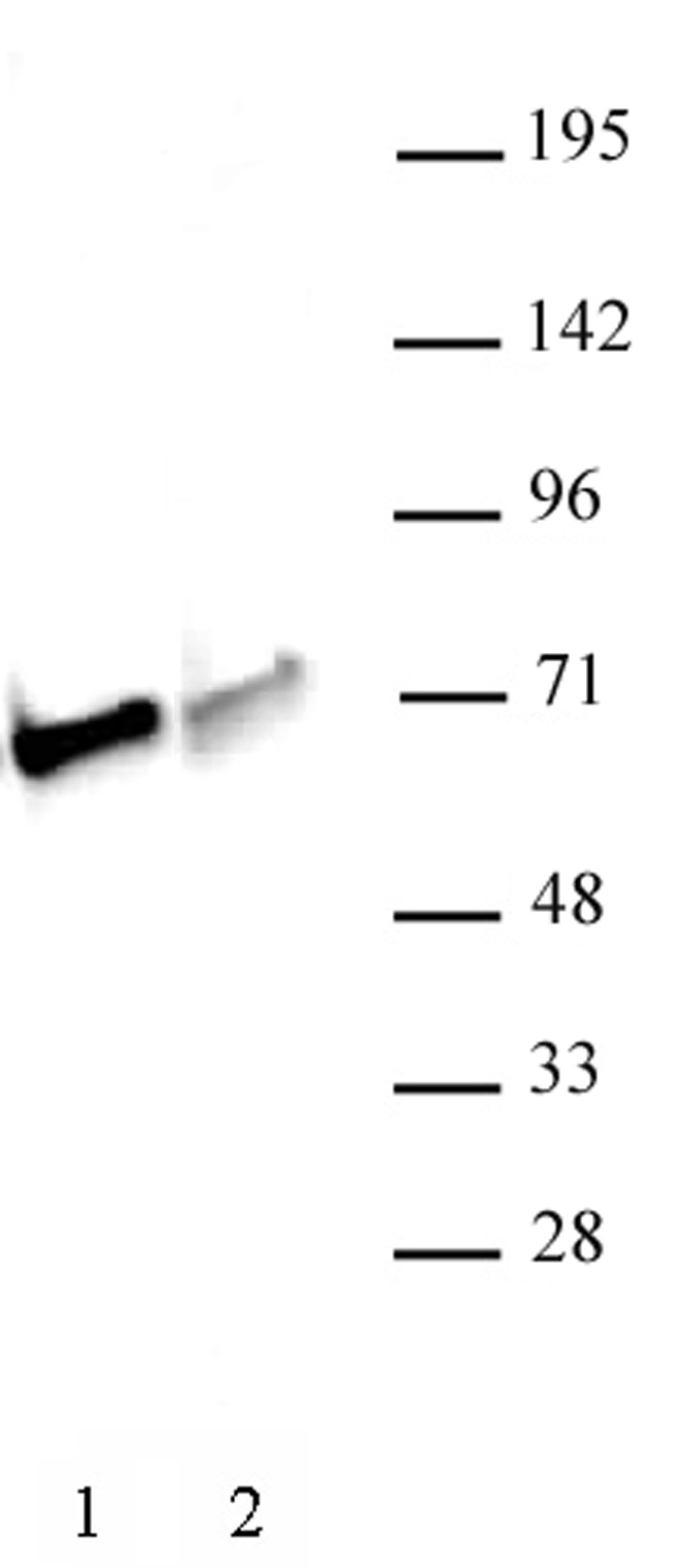 NRF1 antibody (pAb) tested by Western blot.
