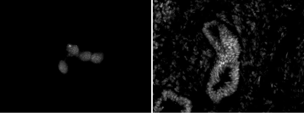 Chd5 antibody (mAb) tested by immunofluorescence.