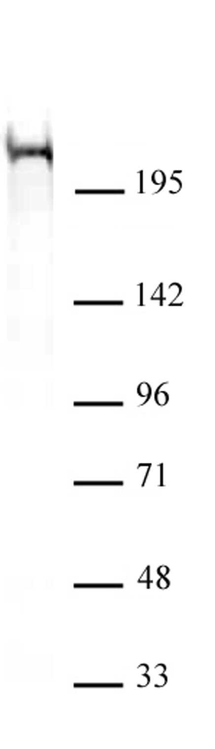 Chd5 antibody (mAb) tested by Western blot.