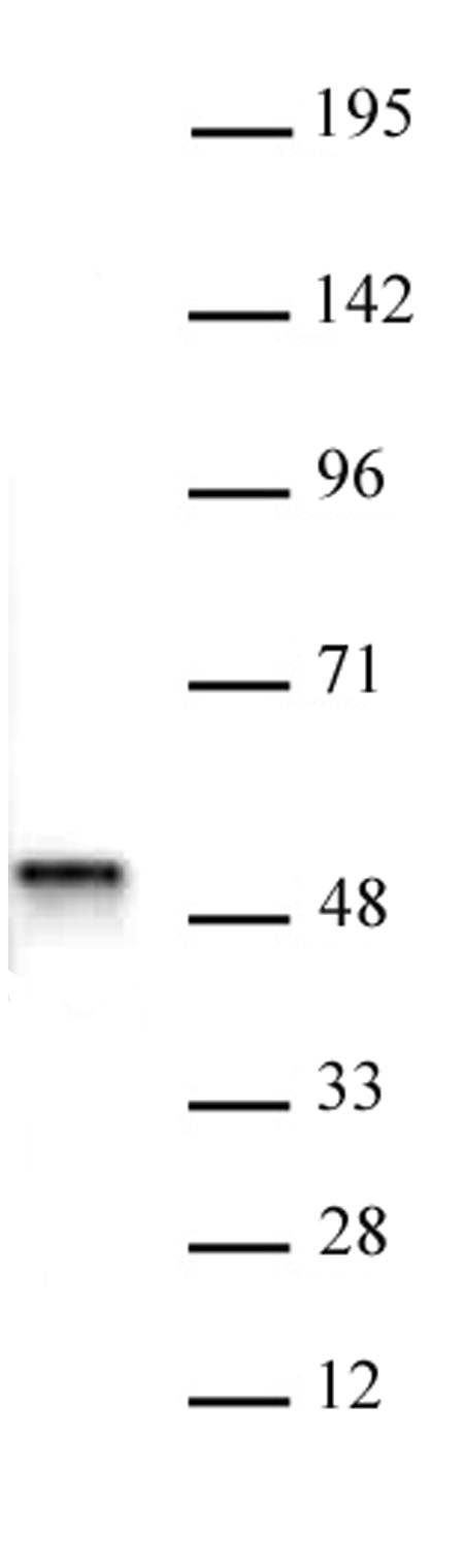 ACTL6B antibody (pAb) tested by Western blot.