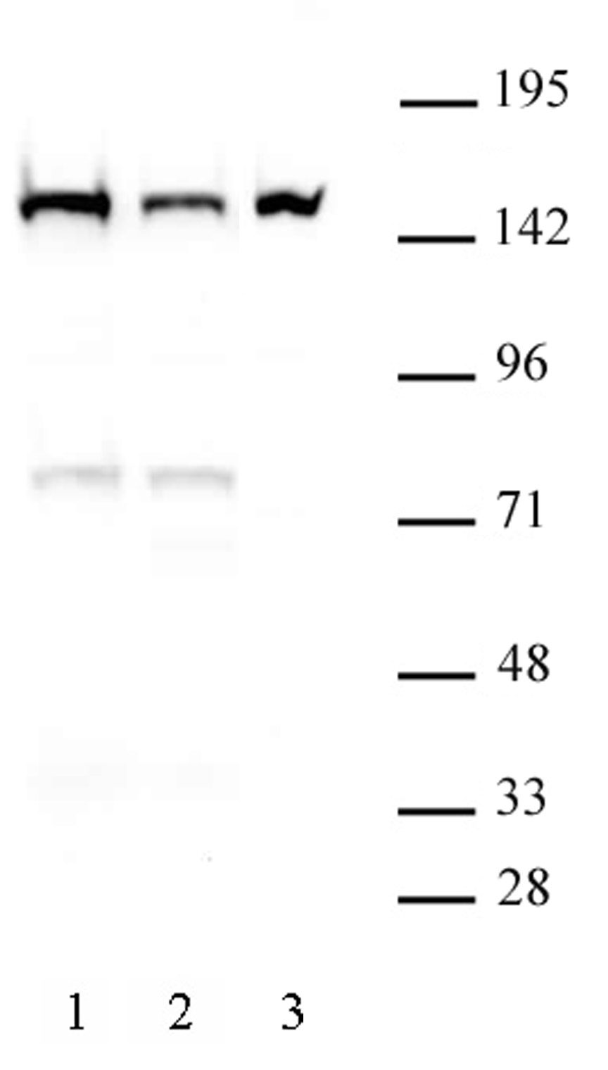DHX9 antibody (mAb) tested by Western blot.