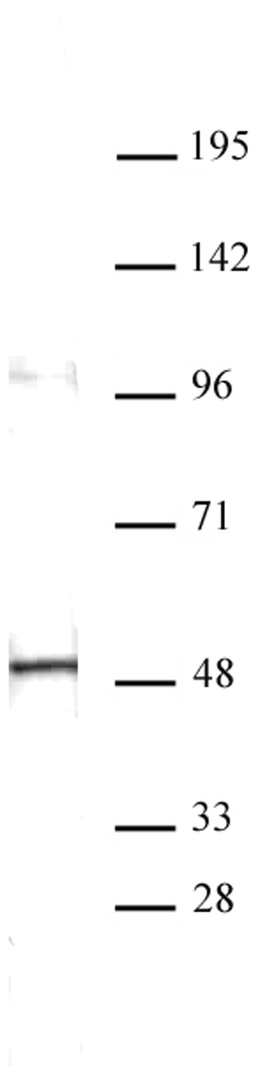 Aurora A antibody (mAb) tested by Western blot.