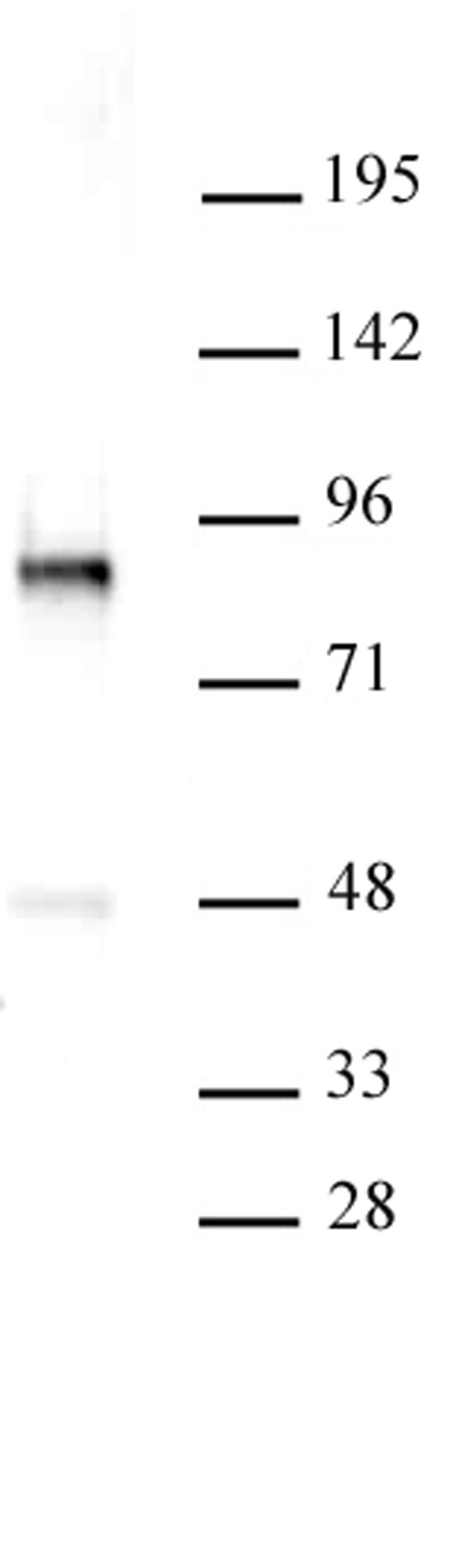 PKC-B antibody (pAb) tested by Western blot.