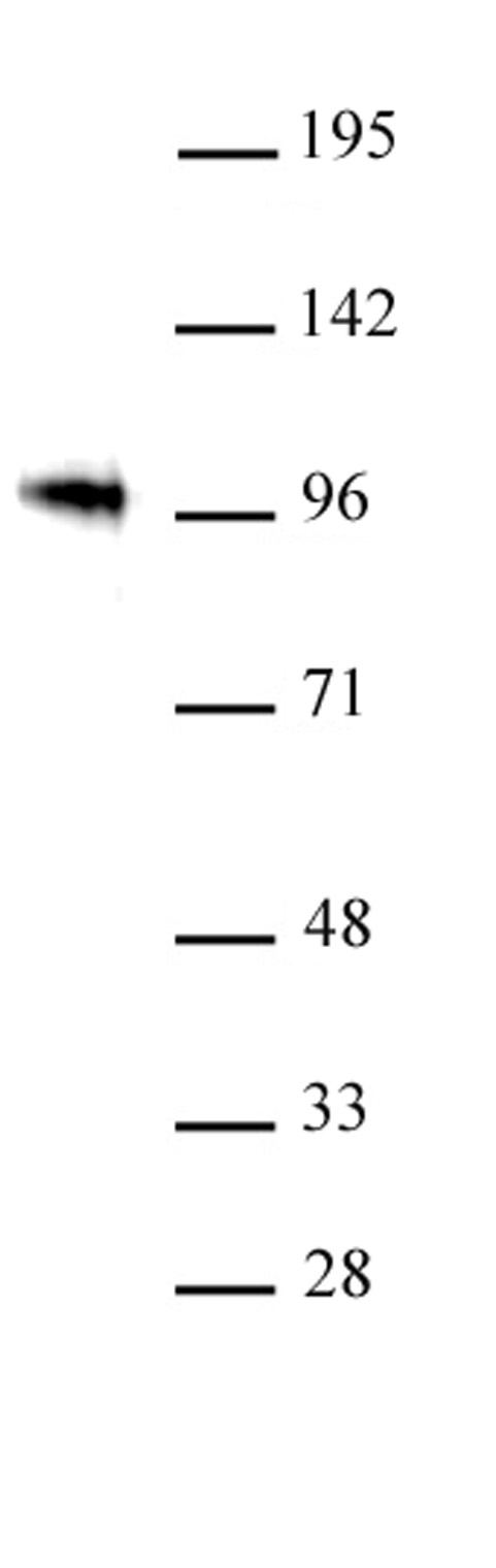 SOX6 antibody (pAb) tested by Western blot.