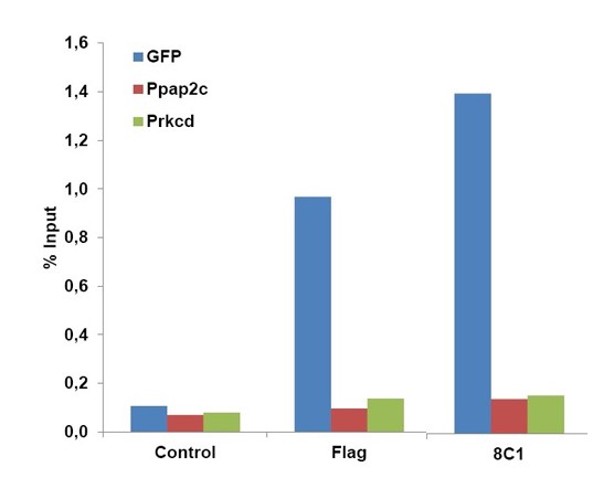 Cas9 antibody (mAb) tested by ChIP.
