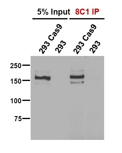 Cas9 antibody (mAb) tested by immunoprecipitation.