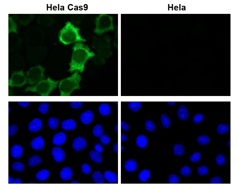 Cas9 antibody (mAb) tested by immunofluorescence.