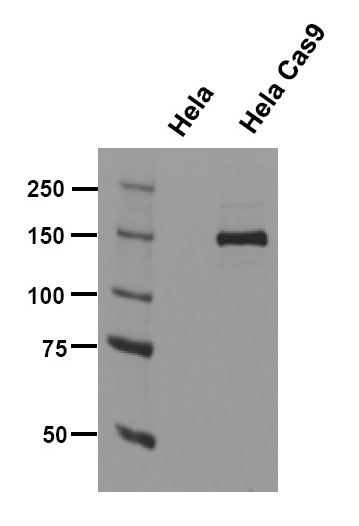 Cas9 antibody (mAb) tested by Western blot.