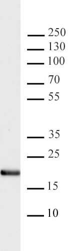 Histone H3K4me1 antibody (pAb) tested by Western blot.