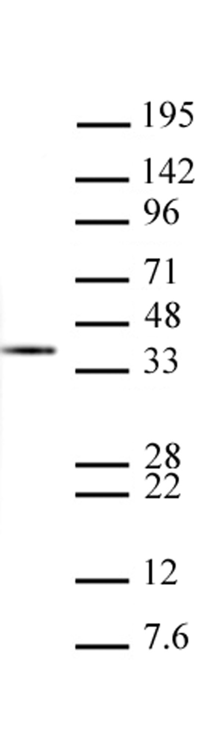 Western Blot of Histone H1 antibody (clone 1G6-E3)